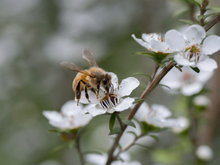 Manuka, un miel convoité qui suscite la discorde entre l'Australie et la  Nouvelle-Zélande